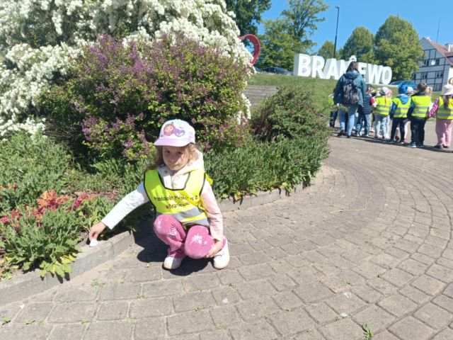 sloneczniki i kamienie